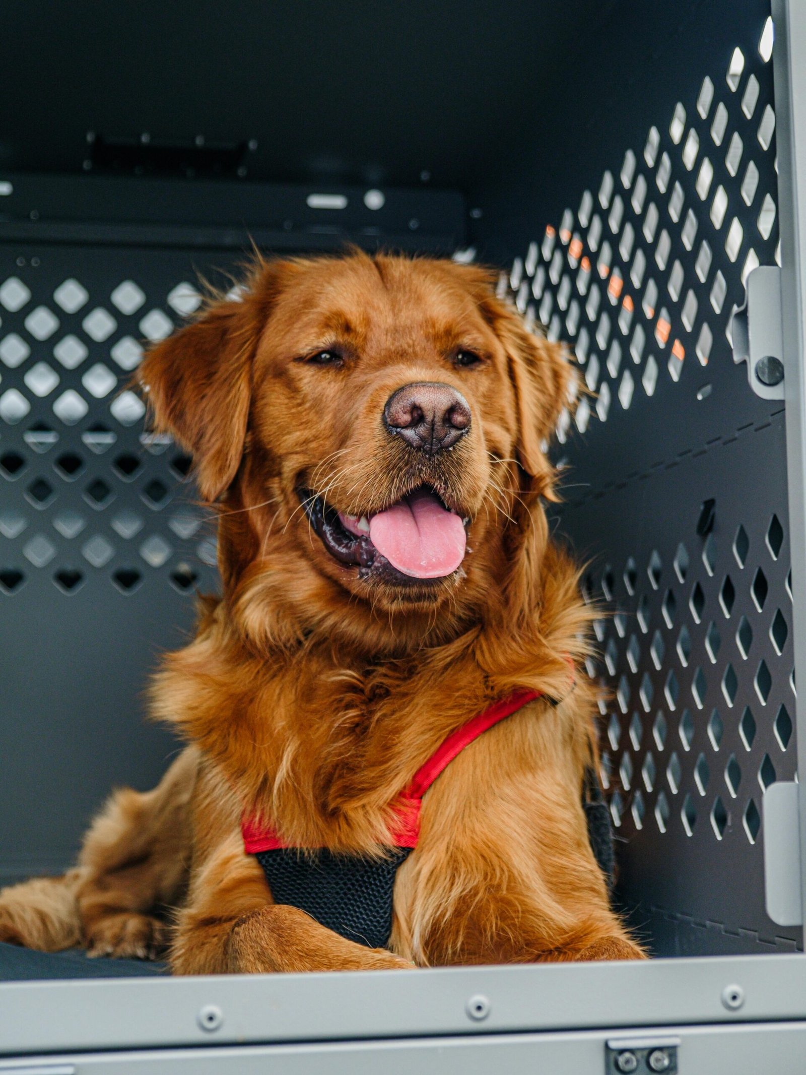 Pet Transport